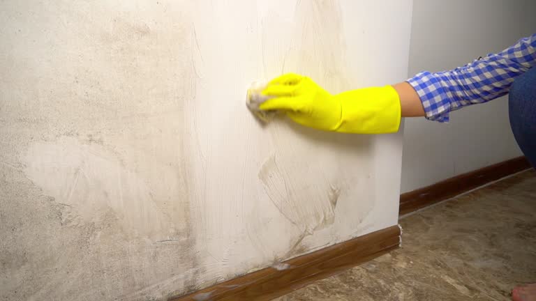 Trusted Beverly Hills, FL Mold Removal Experts